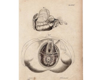 c. 1820 FEMALE ANATOMY engraving • original antique print • medical illustration • human anatomy • genital reproductive system