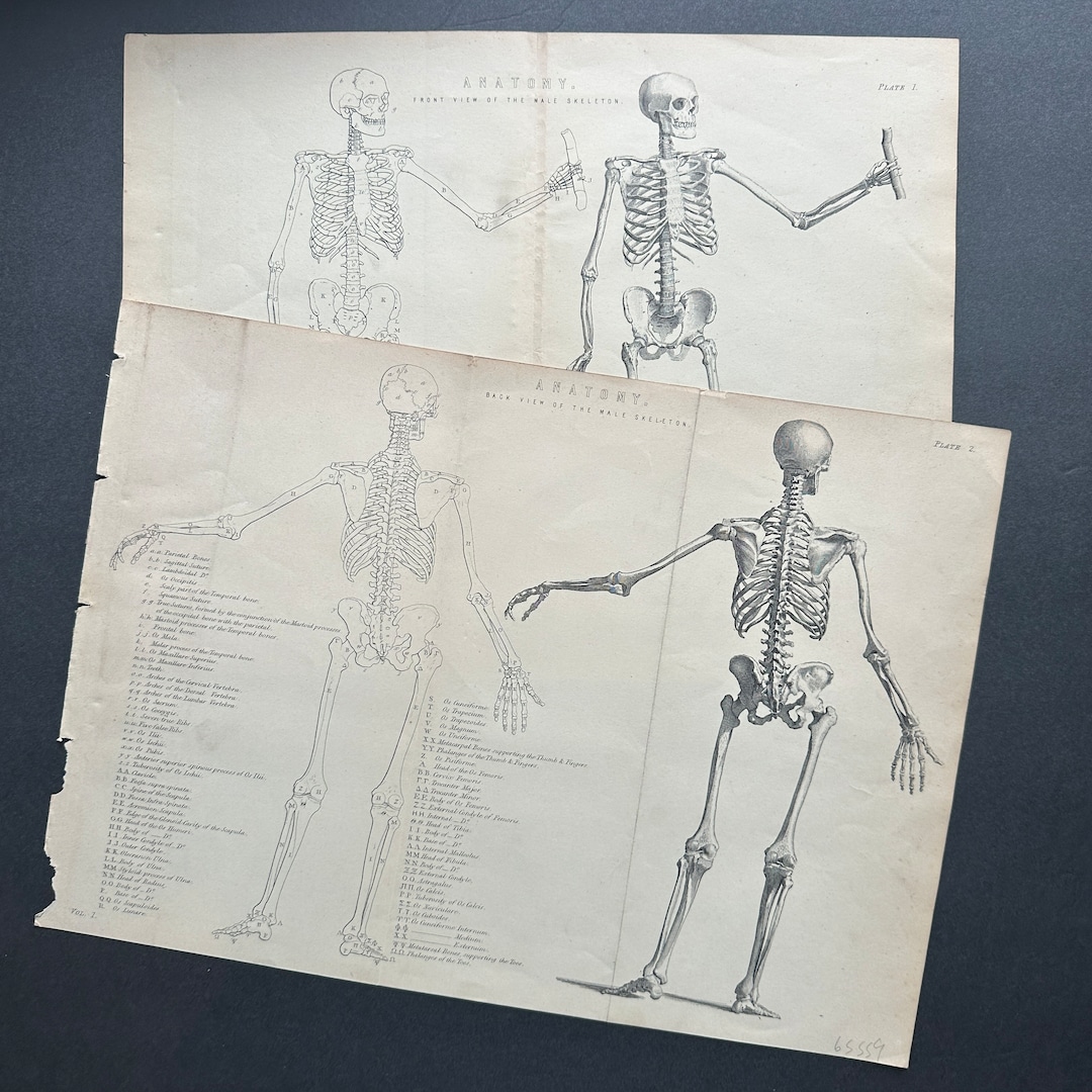 C. 1880 HUMAN SKELETON Engravings • Set of 2 Original Antique Prints ...