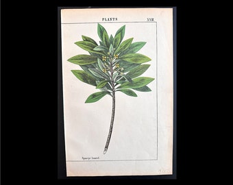 c. 1857 POISONOUS PLANTS lithograph • original antique print • botanical print • deadly botany • poisonous flowers print • spurge laurel