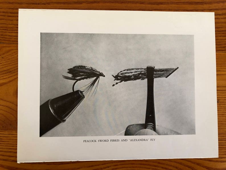 May include: Close-up of a black and silver fly tying tool with peacock sword fibers and a "Alexandra" fly.