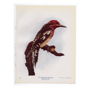c. 1914 RED BREASTED SAPSUCKER lithograph • original antique print • woodpecker print • bird print • Audubon print • photolithograph