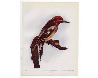 c. 1914 RED BREASTED SAPSUCKER lithograph • original antique print • woodpecker print • bird print • Audubon print • photolithograph