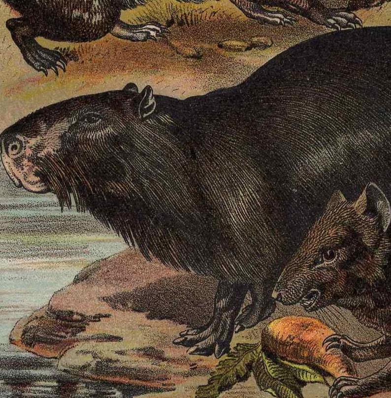 c. 1880 PORCUPINE AGOUTI PIG lithograph original antique print wild life mammal zoology print animal habitat guinea agouti capybara image 4