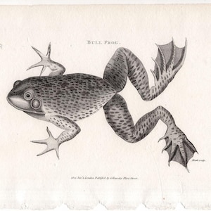 May include: A black and white illustration of a bullfrog. The frog is depicted in a side view, with its legs outstretched. The illustration is labeled "Bull Frog" and includes the text "Published by J. Harris, Fleet Street."