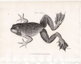 c. 1802 BULL FROG print • original antique print • Shaw and Nodder print • amphibian print • antique engraving of a frog • ranidae print