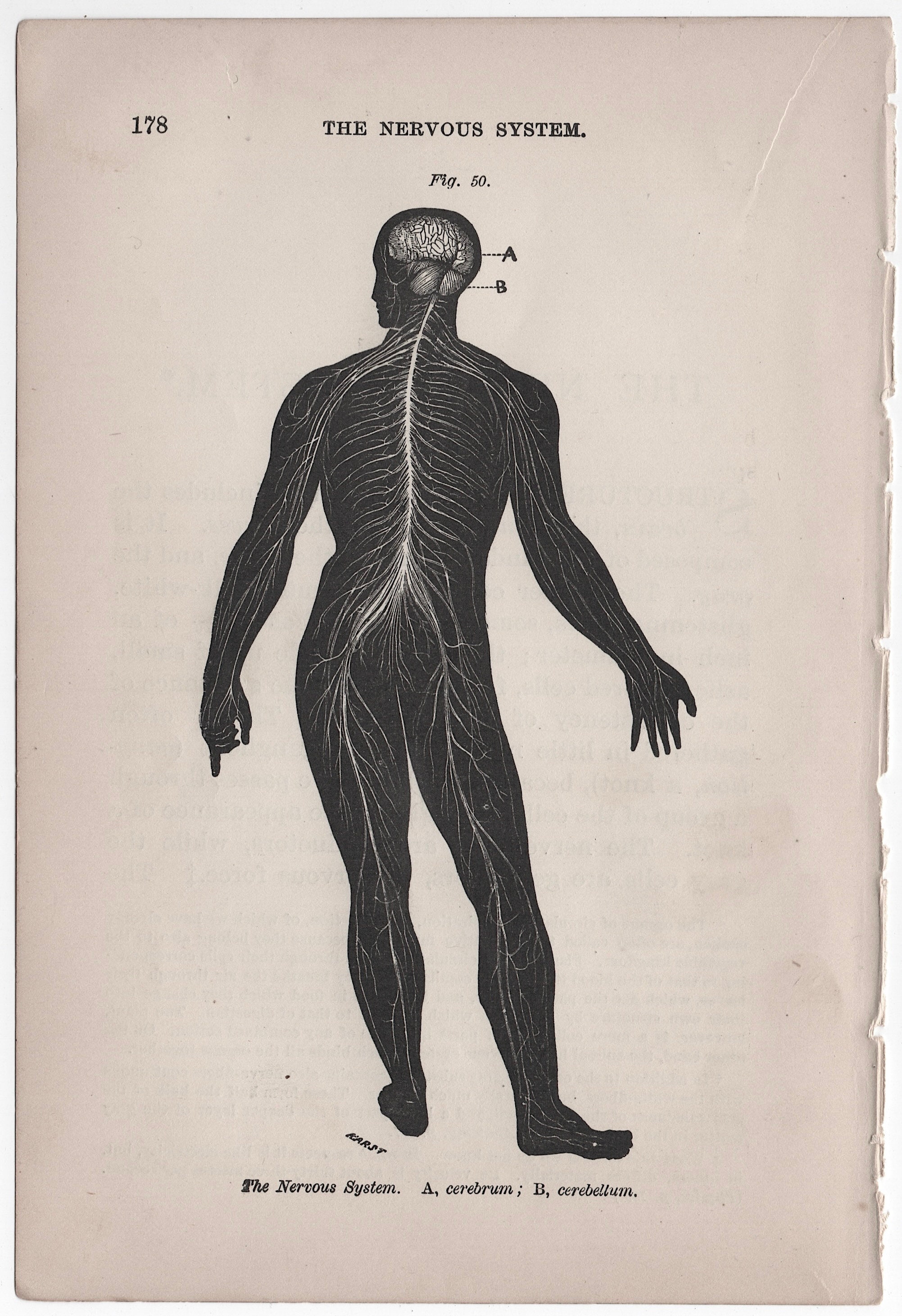 C. 1884 NERVOUS SYSTEM Lithograph - Antique Human Anatomy Print ...