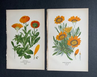 c. 1896 ORANGE DAISY FLOWER lithographs • set of 2 original antique prints • botanical prints • flower prints • bouquet prints • Edward Step