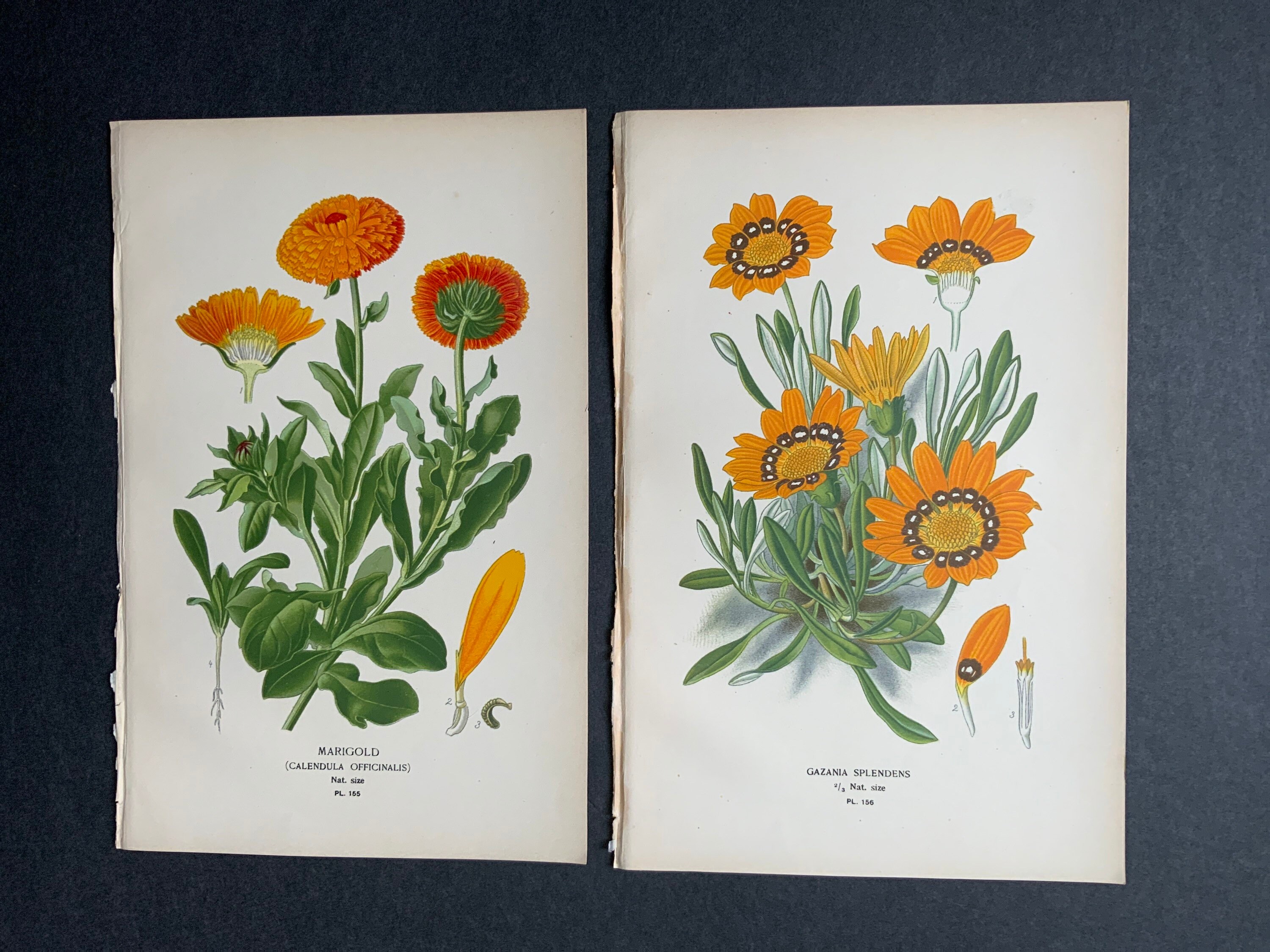 デイジーページ 1896 年頃 オレンジ デイジー フラワー リトグラフ • オリジナル