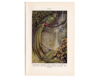 QUETZAL BIRD lithograph c.1934 - original vintage print - resplendent trogon print - tropical bird - Resplendent quetzal - bird of Guatemala