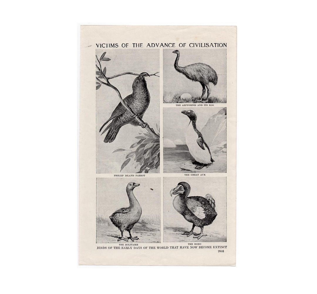 C. 1912 EXTINCT BIRDS Print - Original Antique Print • Dodo Bird ...