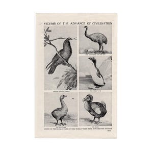 アンティーク　プリント　フレーム　GREAT  AUK GREAT AUK オオウミガラス 1850年代 イギリス アンティーク