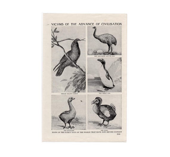 標本 Very Rare Mecosarthron buphagus 65mm EXTINCT BIRDS Lithograph C. 1912 - Original Antique Print • Dodo
