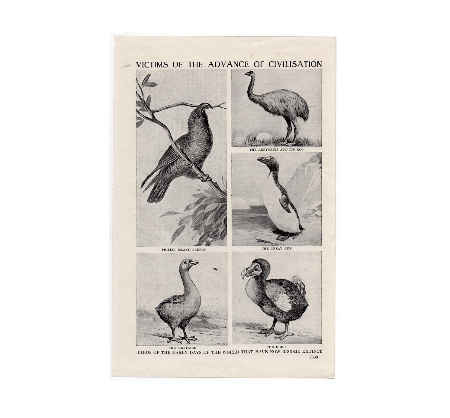 Great Auk Antique - Etsy