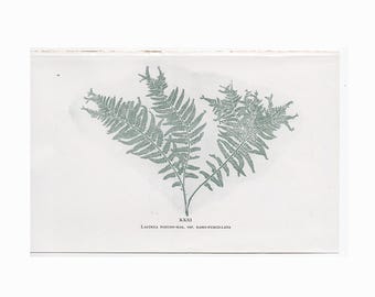 Litografía de helecho impreso en la naturaleza, c. 1910 • Grabado antiguo original • Grabado botánico • Grabado de helechos verdes • Grabado de hojas de helecho • Grabado de helecho