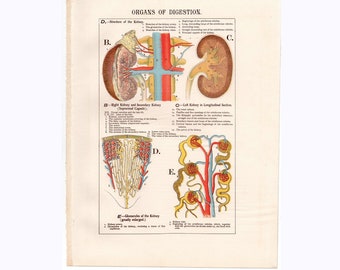 c. 1910 ORGANS OF DIGESTION print • original antique print • anatomy print • physiology print • medical illustration • digestive system