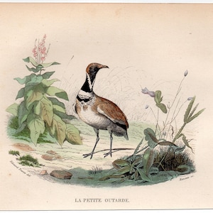 BUSTARD print c.1858 • original antique print • game bird print • Otis tarda •  terrestrial birds • Old World bird • Buffon animal print