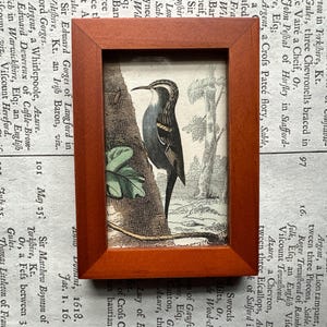 tiny! c. 1858 WOODPECKER framed print • original antique print • antique bird print • Picidae print • woodpeckers • ready to display
