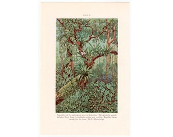 c. 1934 SUBTROPICAL FOREST lithograph - original vintage print • botanical print - plant print - tropical flora print - orchids ferns trees