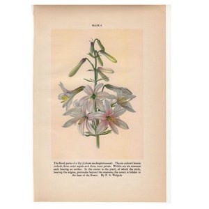 c. 1934  LILY FLOWER PRINT - vintage botanical print - plant print - old  print - vintage lithograph of flora - lily print