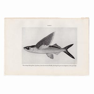 May include: A black and white illustration of a flying fish with large pectoral fins. The caption reads: "Two-winged flying fish, Cypselurus, from the western Pacific, showing the great development of the pectorals."