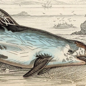 c. 1837 GLOBICEPHALUS OF RISSO engraving original antique print sea life ocean print Delphinidae Risso dolphin print toothed whale image 3