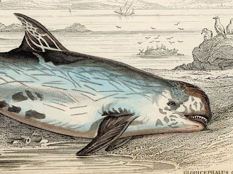 c. 1837 GLOBICEPHALUS OF RISSO engraving original antique print sea life ocean print Delphinidae Risso dolphin print toothed whale image 3