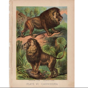 c. 1880 LIONS ANTIQUE lithograph - original antique print - wild life mammal zoology - animal habitat - african lion and asiatic lion