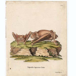 c. 1775 BAT engraving • original antique print • hand colored engraving • bats print • Halloween decor • vespertilio leporinus - by Schreber