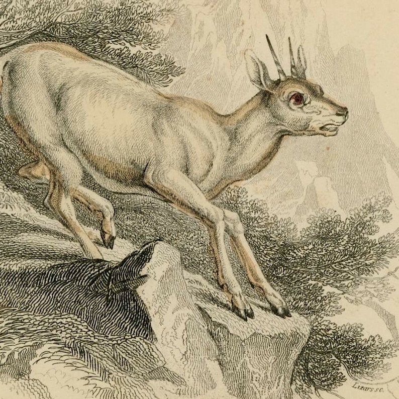 1836 klip springer original antique animal engraved print native of africa