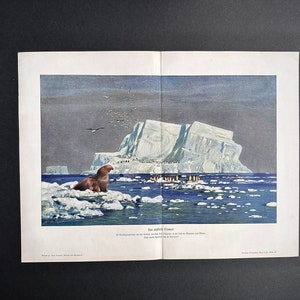 c. 1900 ANTARCTIC OCEAN lithograph • original antique print • marine - glacier iceberg seal & penguins south pole - Antarctica Continent