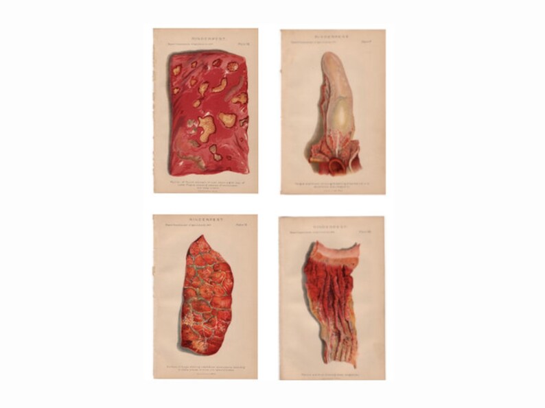 rinderpest tongue stomach lungs anus 1879 CATTLE BOVINE DISEASE print original antique agriculture farming lithograph dairy cow steer