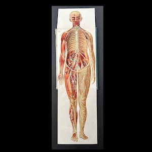 INTERACTIVE! c. 1902 MALE ANATOMY lithograph • original antique print • medical illustration • human anatomy print • muscles & veins
