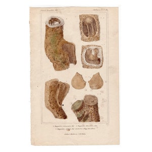 c. 1837 SEA LIFE FORMS print original antique sea life ocean lithograph - coral print