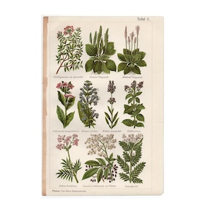 Könnte beinhalten: Vintage botanischer Druck mit detaillierten Illustrationen verschiedener Pflanzen und Blumen. Der Druck zeigt eine Vielzahl von Arten, die jeweils mit ihren wissenschaftlichen Namen beschriftet sind. Das Kunstwerk ist in einem klassischen Stil gehalten, mit Fokus auf botanische Genauigkeit und ästhetischen Reiz.