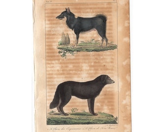 c. 1831 DOGS engraving • original antique print • dog breeds • Buffon animal print • eskimo and Newfoundland dogs print