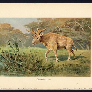 c. 1902 SIVATHERIUM a giraffid • original antique print • dinosaur print • fossil reptiles - extinct animal - prehistoric animal • by Harder