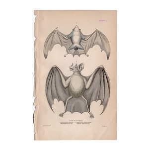 c. 1843 VAMPIRE BAT engraving - original antique print - Jardine animal print - Chiroptera print • hand colored Halloween decor •
