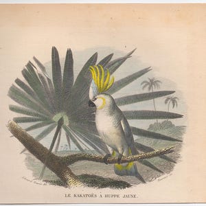 COCKATOO print c. 1858 • original antique print • hand colored engraving • parrot print • bird print from Buffon • tropical bird