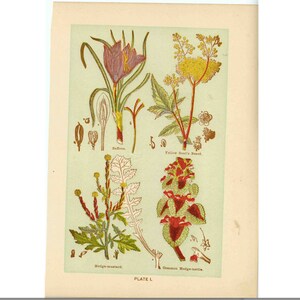 c. 1906 MEDICINAL PLANT lithograph • original antique print • botanical • flowers • medicinal herbs • saffron goats beard mustard and nettle