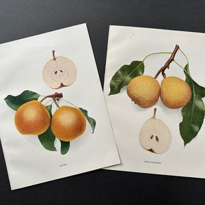 1921 年頃の PEAR リトグラフ • オリジナルアンティークプリント 2 枚セット • フルーツプリント • 植物プリント • 梨