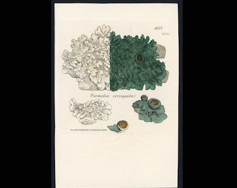 Grabado de líquenes, c. 1806 • Grabado antiguo original • Parmelia corrugata • Grabado botánico de Sowerby