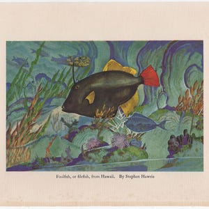 c. 1934 TROPICAL FISH PRINT • original vintage print • vintage fish print • foolfish or filefish from Hawaii
