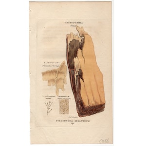 Può includere: Un'illustrazione vintage di una sezione trasversale di un tronco d'albero infettato da un fungo. L'illustrazione è etichettata "XYLOSTROMA GIGANTIUM" e "CRYPTOGAMIA FUNGI".