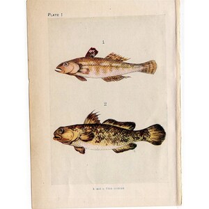 c. 1907 ANTIQUE FISH lithograph - original antique print - sea life marine beach ocean - - gobies