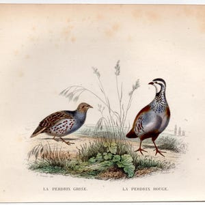 PARTRIDGES print c.1858 • original antique print • game bird print • perdix • Old World bird • Buffon animal print • galliform bird