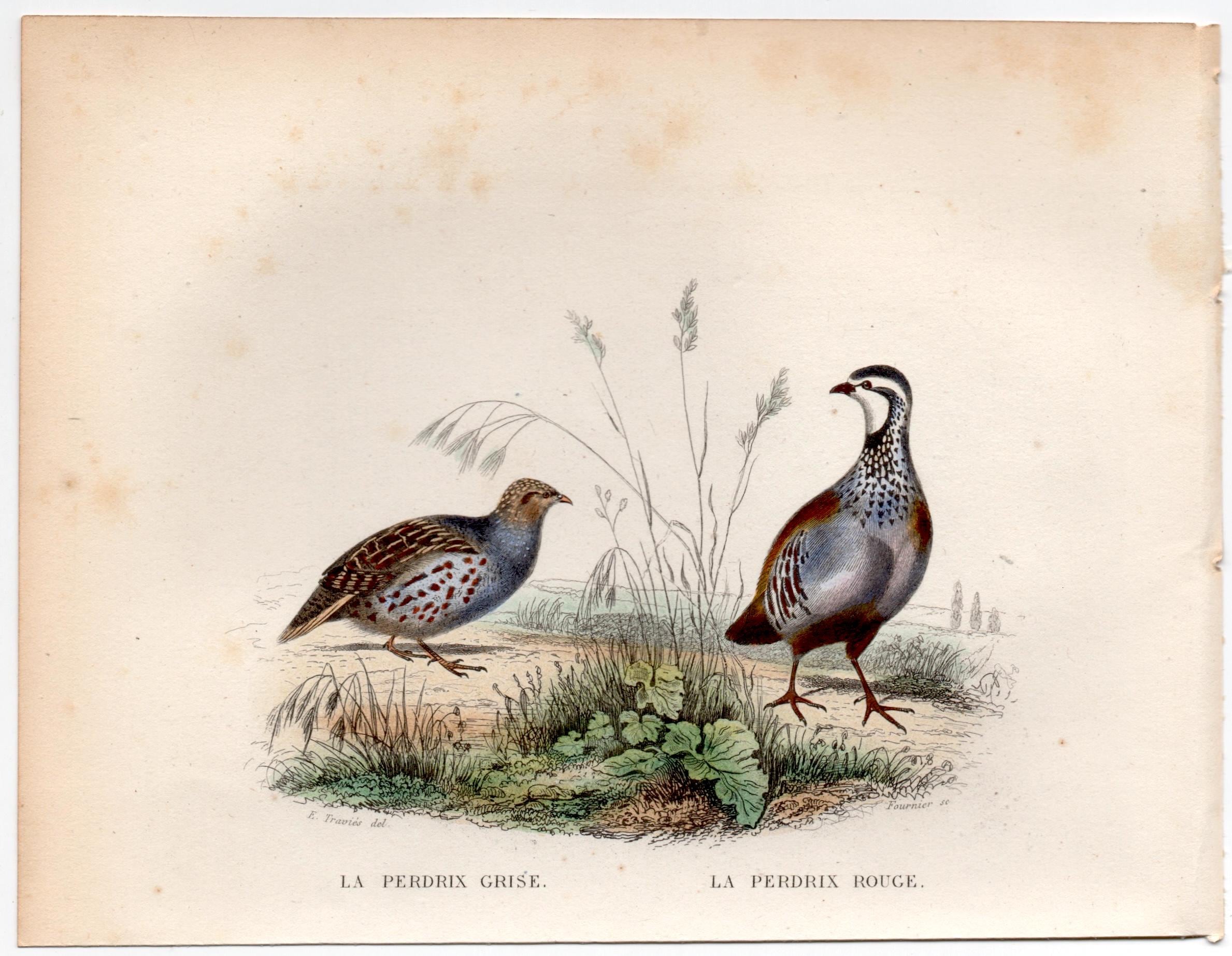 Perdix Perdix - Etsy, image size:2378x1845