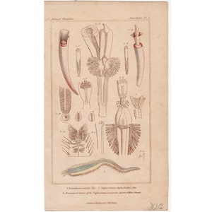 May include: A vintage scientific illustration of a segmented worm, showing anatomical details of its body parts. The illustration is in black and white with red and blue accents. The text below the image reads: "1. Dentalium entale. 2. Sipunculus nudus. 3. Anatomical details of the Sipunculus nudus.  Admiralty Islands. London: J. Van Voorst, 1 Paternoster Row, 1844."