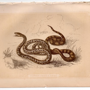 Könnte beinhalten: Eine Vintage-Illustration von zwei Schlangen, eine braun und eine grau, die sich in einem grasbewachsenen Gebiet miteinander verschlungen haben. Der Text "COMMON SNAKE & VIPER" ist unter dem Bild gedruckt.