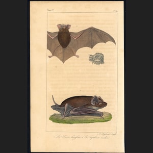 C. 1831 BATS engraving • original antique print • hand colored engraving • chiroptera print • Halloween decor • vampire print • plate 11
