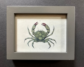 FRAMED c. 1907 GREEN CRAB lithograph • original antique print • crab print • Ocean print • sea life print of crustaceans • grey frame